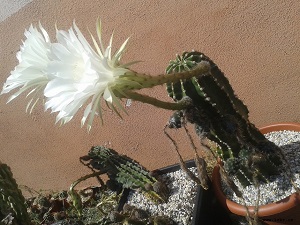  Echinopsis hybrid velký- srpen 2018 tvoření semínek a květe