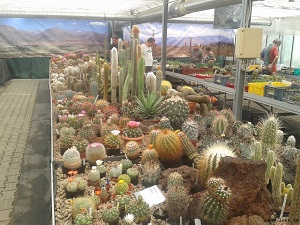 Výstava Astrophytum Brno 2018
